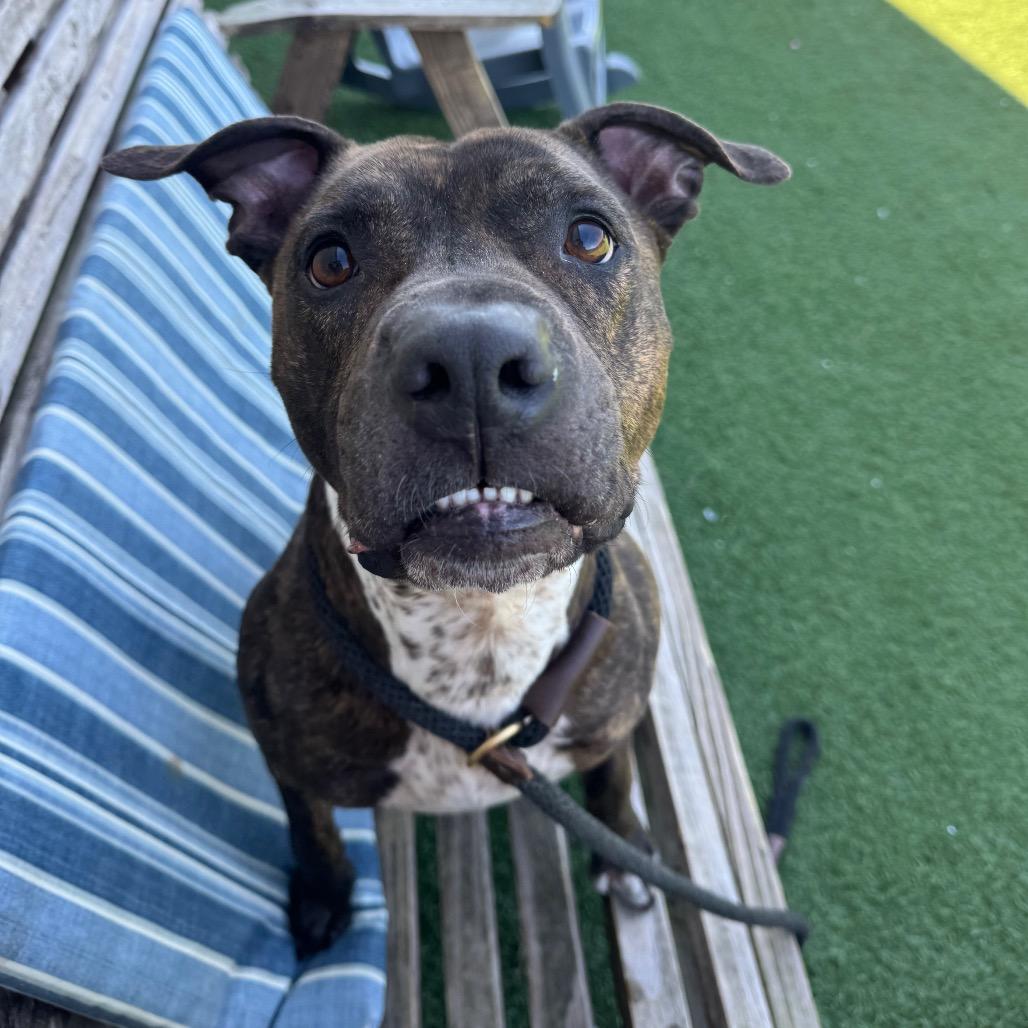 Enlarge Rex, a Adoptable mixed breed in Canton, IL image 4/6