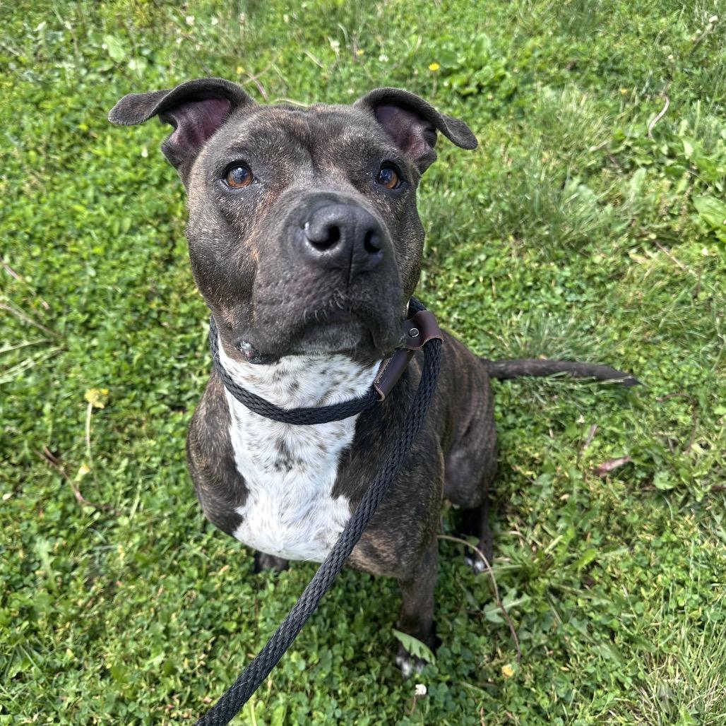 Enlarge Rex, a Adoptable mixed breed in Canton, IL image 4/6