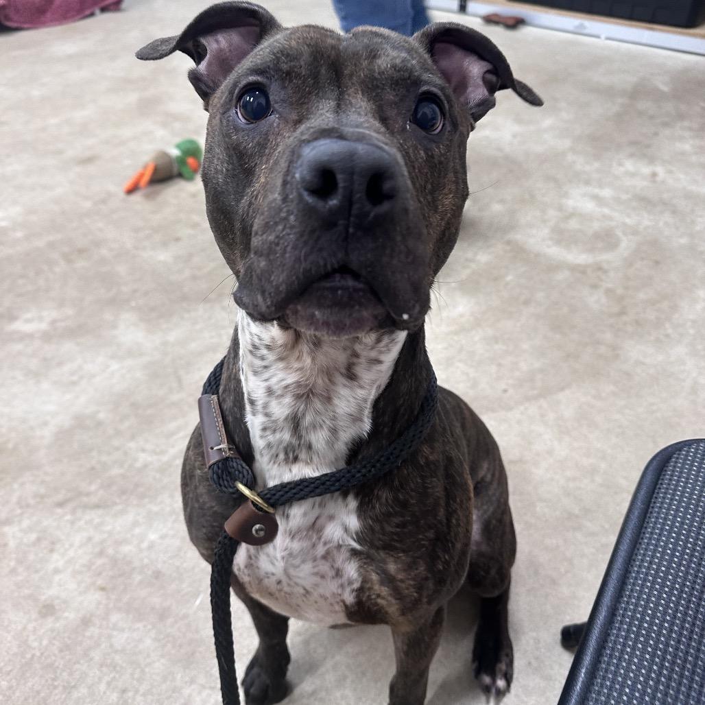 Enlarge Rex, a Adoptable mixed breed in Canton, IL image 5/6