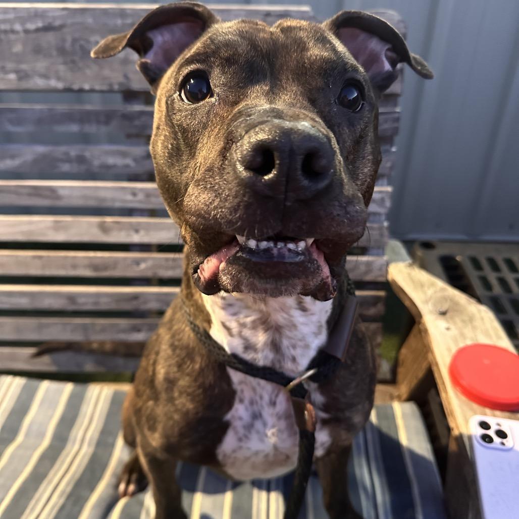 Enlarge Rex, a Adoptable mixed breed in Canton, IL image 6/6