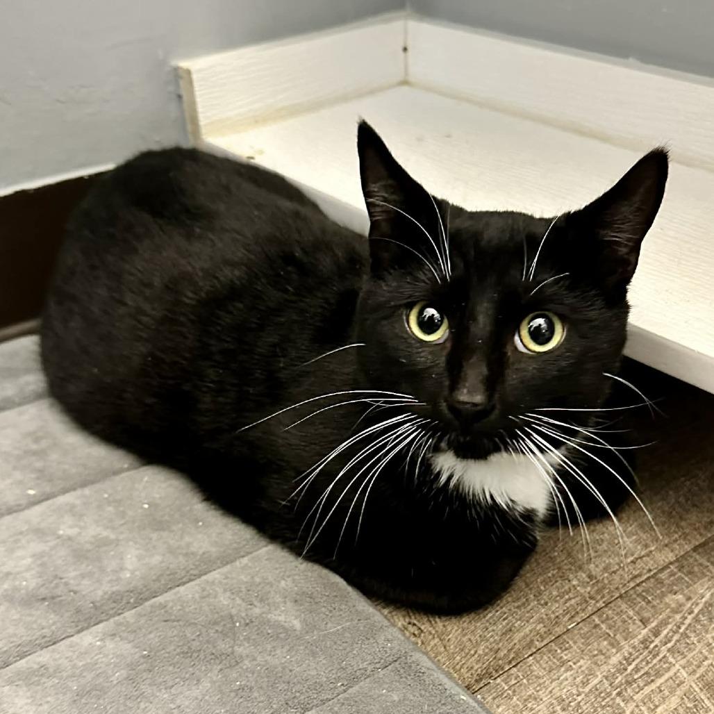 Enlarge Meng Meng (Sullivan Petsense), a Adoptable Domestic Short Hair in Union, MO image 1/1