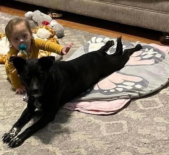 Enlarge Charlie, a Adopted mixed breed in Albemarle, NC image 1/3