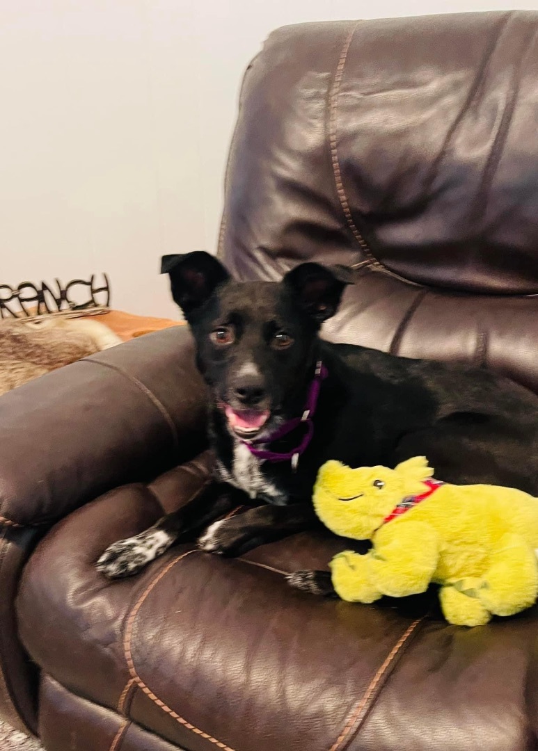 Enlarge Charlie, a Adopted mixed breed in Albemarle, NC image 2/3