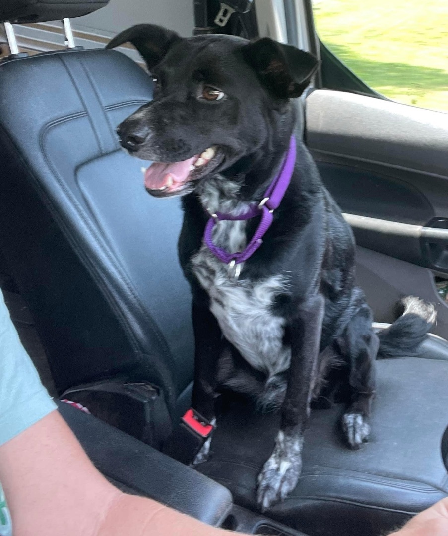 Enlarge Charlie, a Adopted mixed breed in Albemarle, NC image 3/3