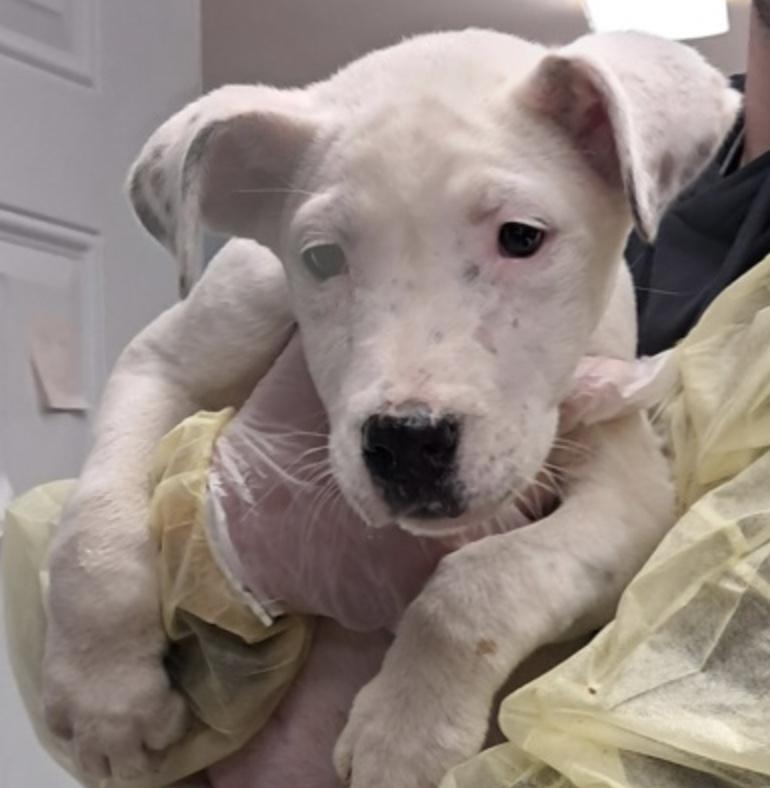 Enlarge Becca, a ADOPTABLE Shepherd in Hollister, MO image 2/2