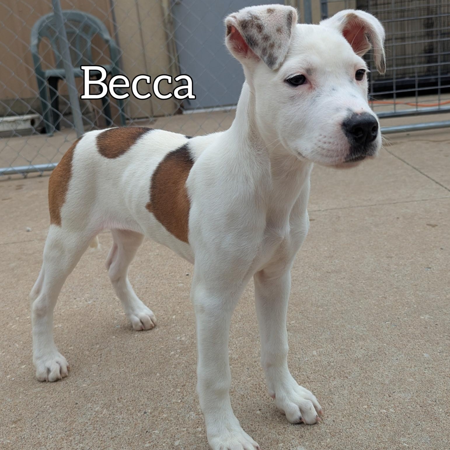 Becca, ADOPTABLE, Puppy Female Shepherd.