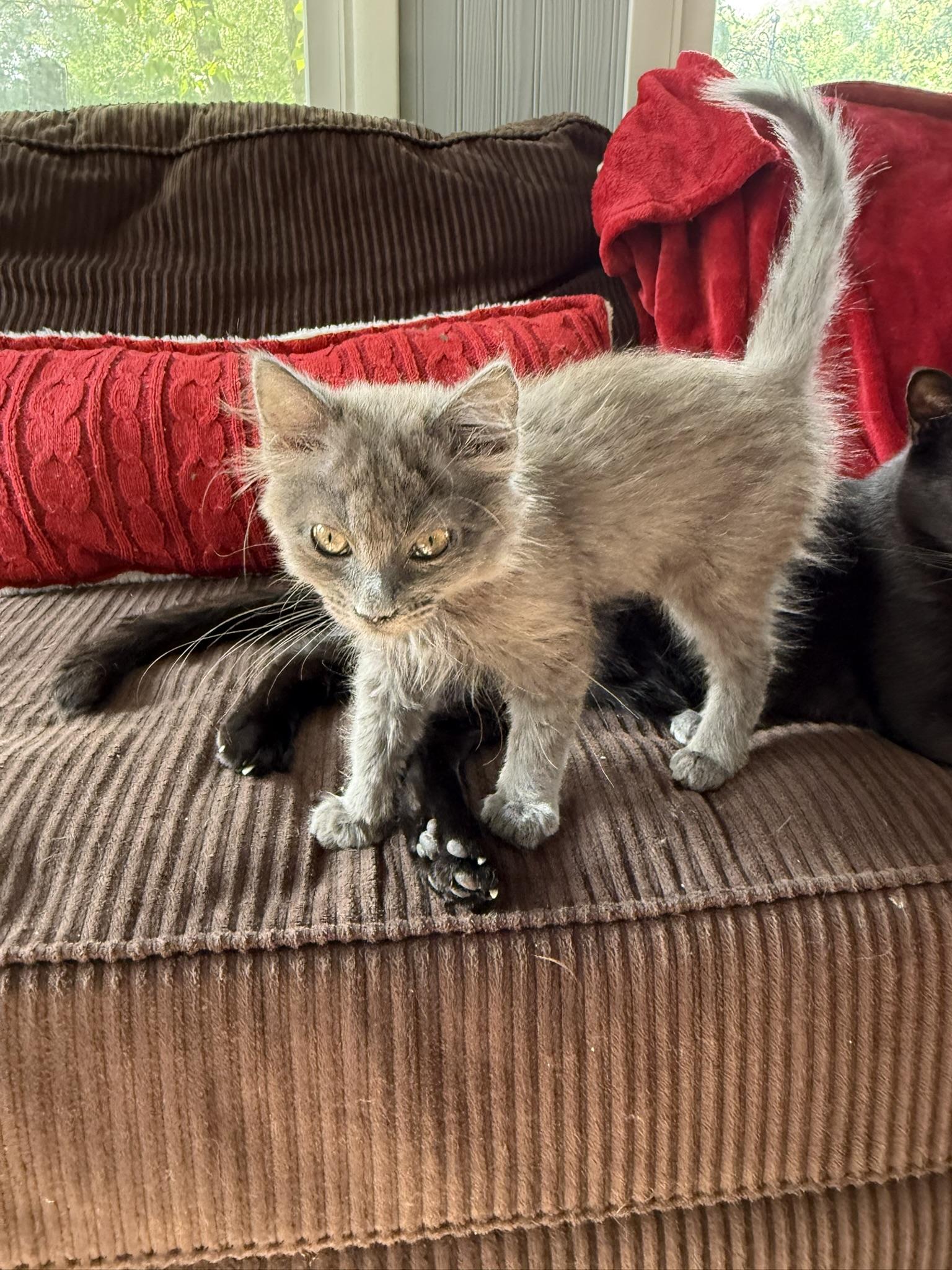 Shrimp