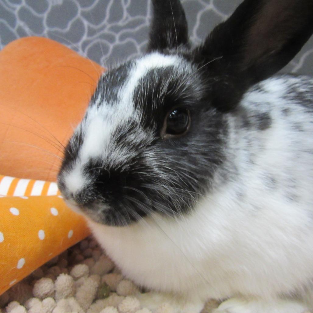 Heisey, Adoptable, Young Female American.