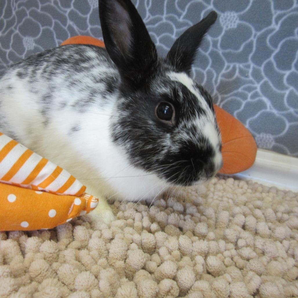 Enlarge Heisey, a Adoptable American in Newport, PA image 3/4