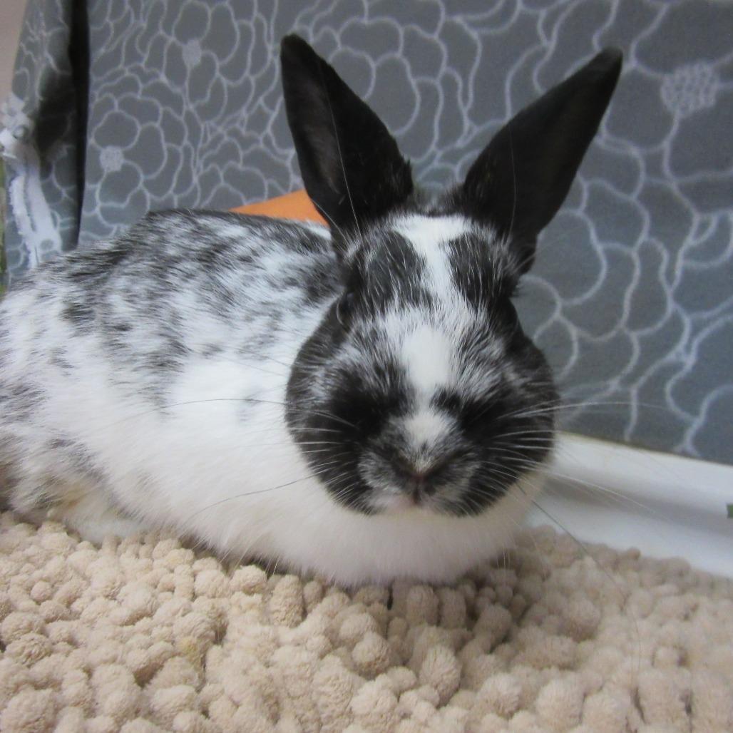 Enlarge Heisey, a Adoptable American in Newport, PA image 4/4