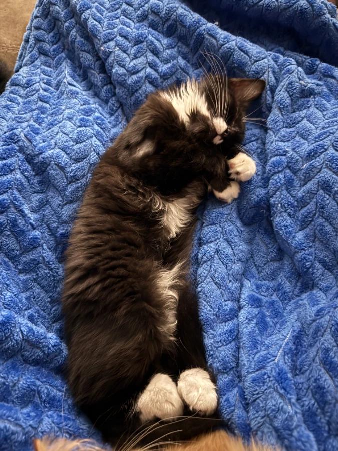 Enlarge Beau, a Adopted Domestic Medium Hair in Romney, WV image 3/6