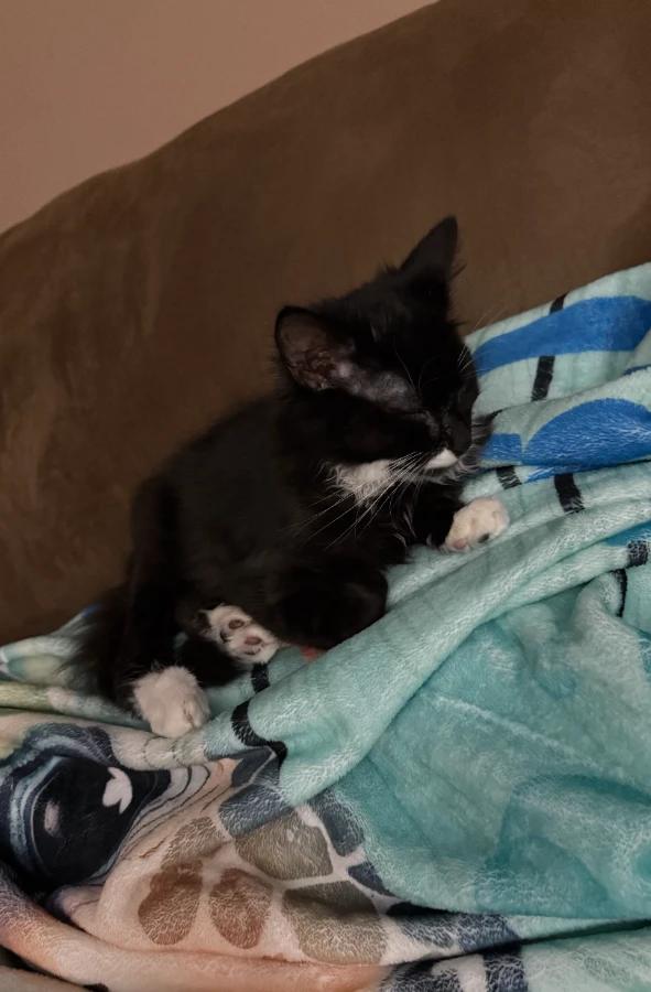 Enlarge Beau, a Adopted Domestic Medium Hair in Romney, WV image 5/6