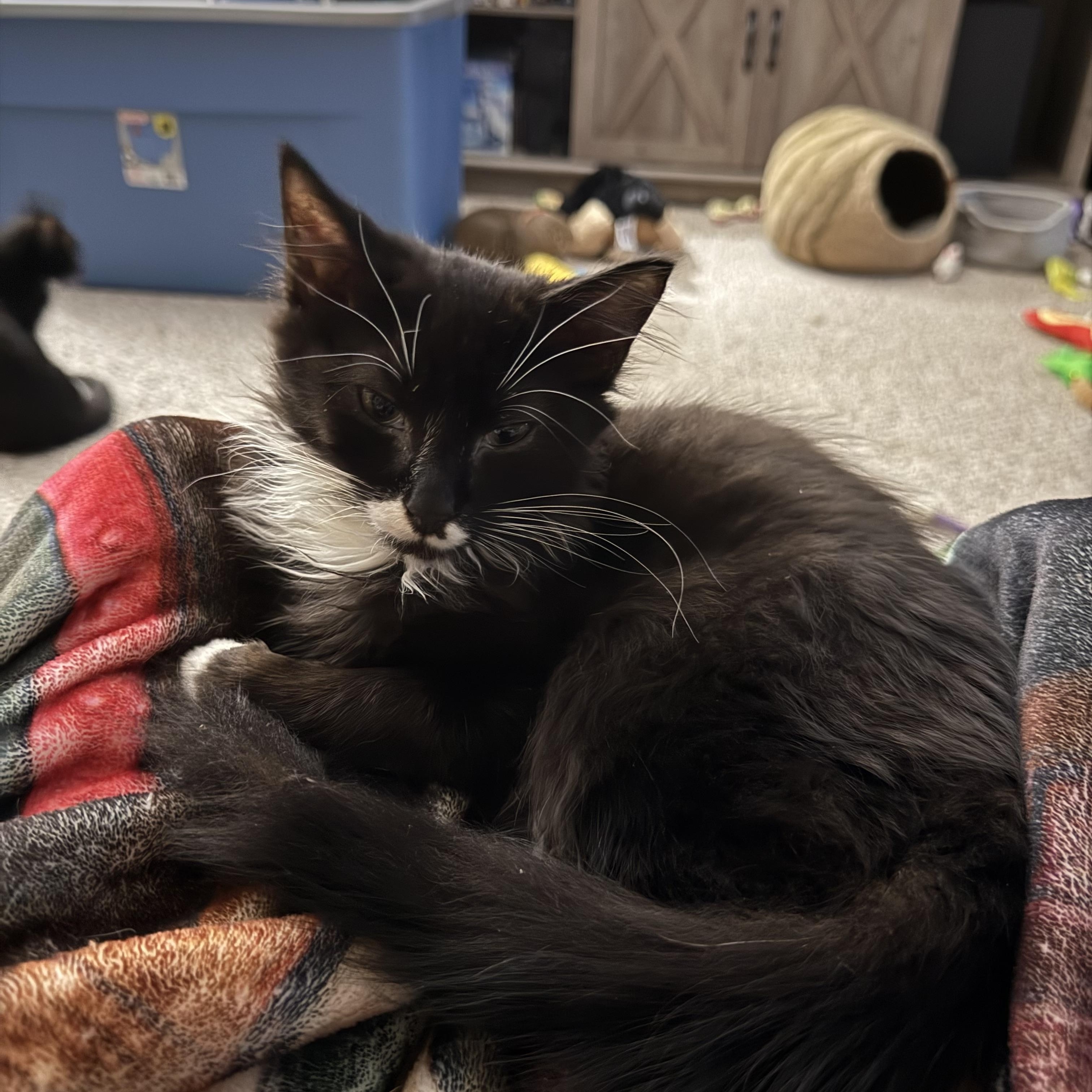 Enlarge Beau, a Adopted Domestic Medium Hair in Romney, WV image 6/6