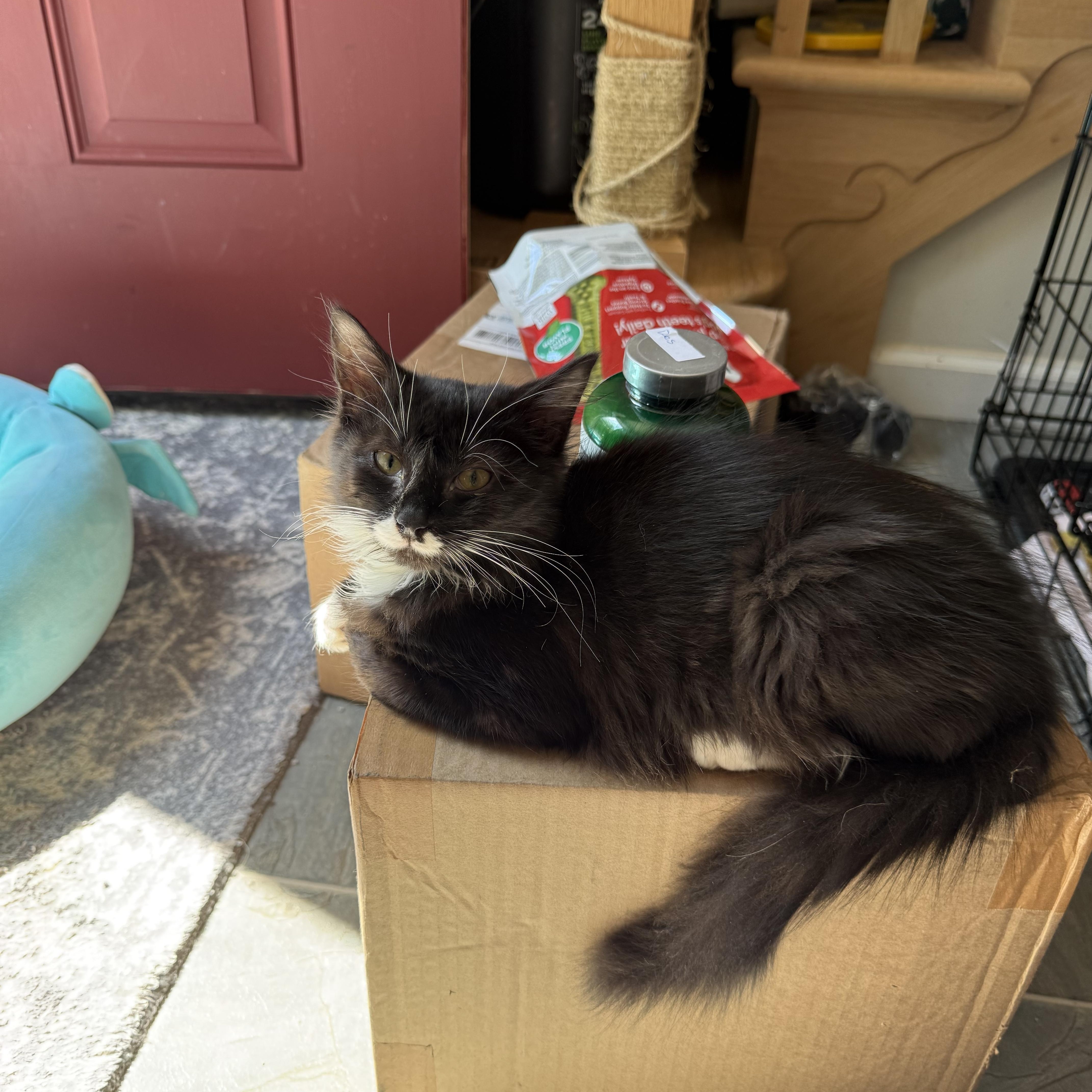 Enlarge Beau, a Adopted Domestic Medium Hair in Romney, WV image 4/6