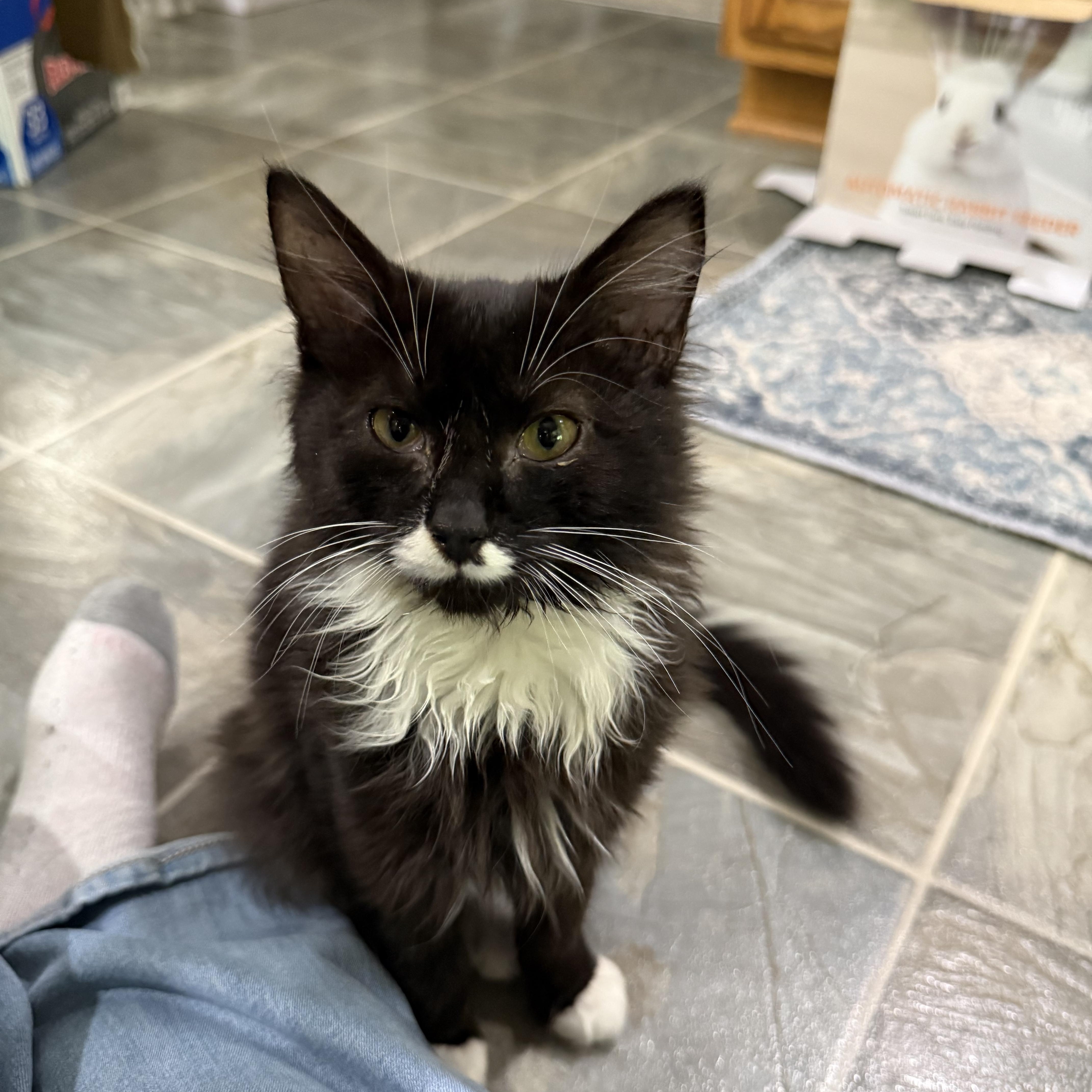 Beau, Adopted, Kitten Male Domestic Medium Hair.
