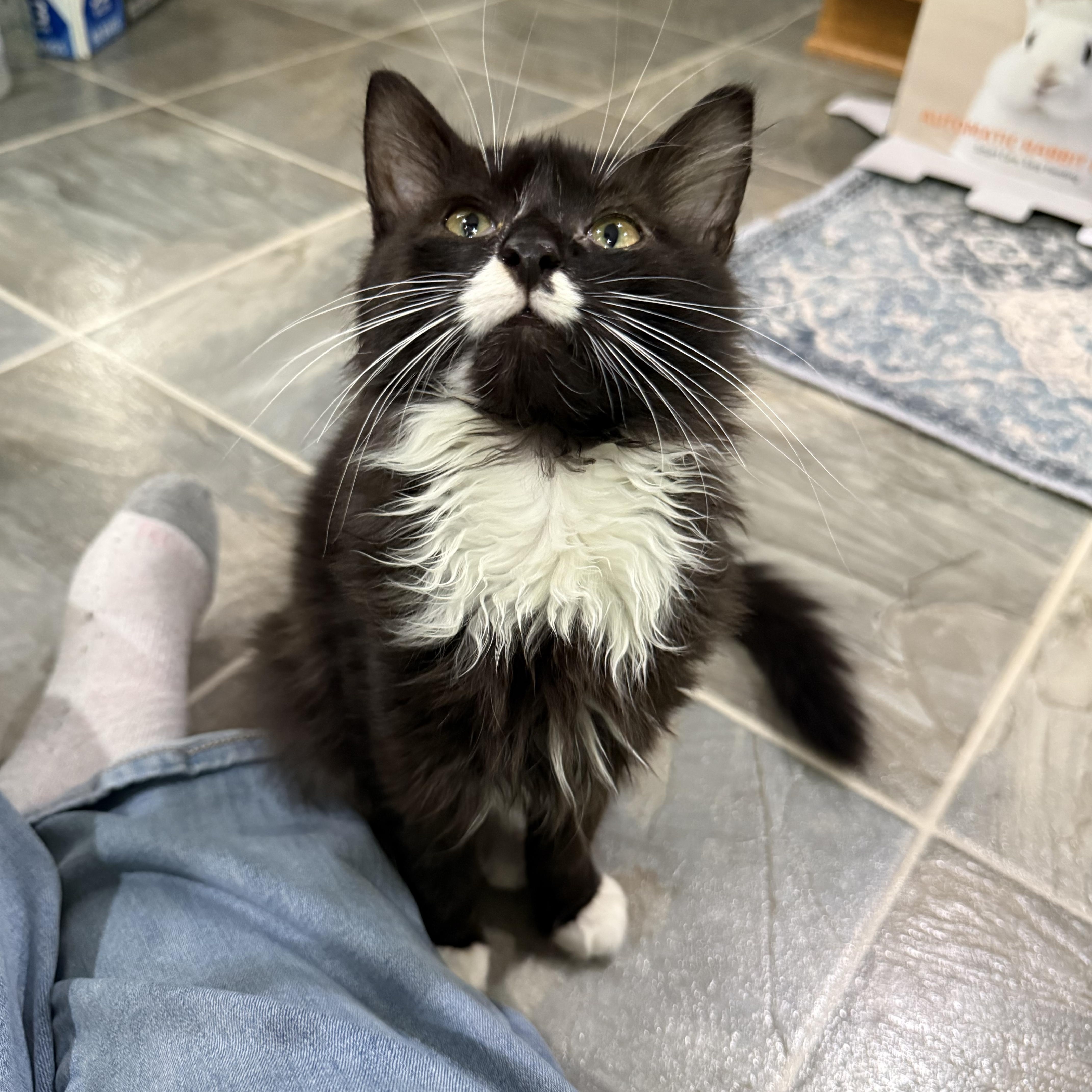 Enlarge Beau, a Adopted Domestic Medium Hair in Romney, WV image 2/6