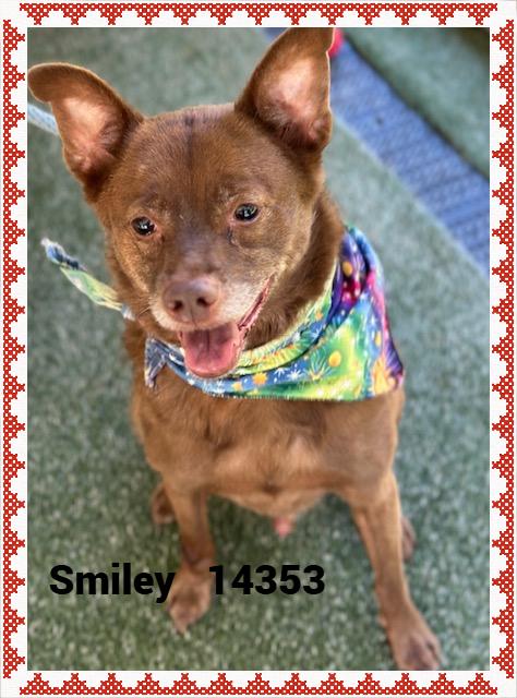 SMILEY(also see GIGGLES), a Adoptable mixed breed in Marietta, GA image 3/5