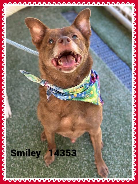SMILEY(also see GIGGLES), a Adoptable mixed breed in Marietta, GA image 1/5