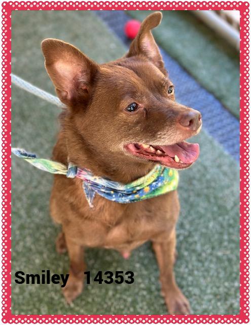 SMILEY(also see GIGGLES), a Adoptable mixed breed in Marietta, GA image 4/5