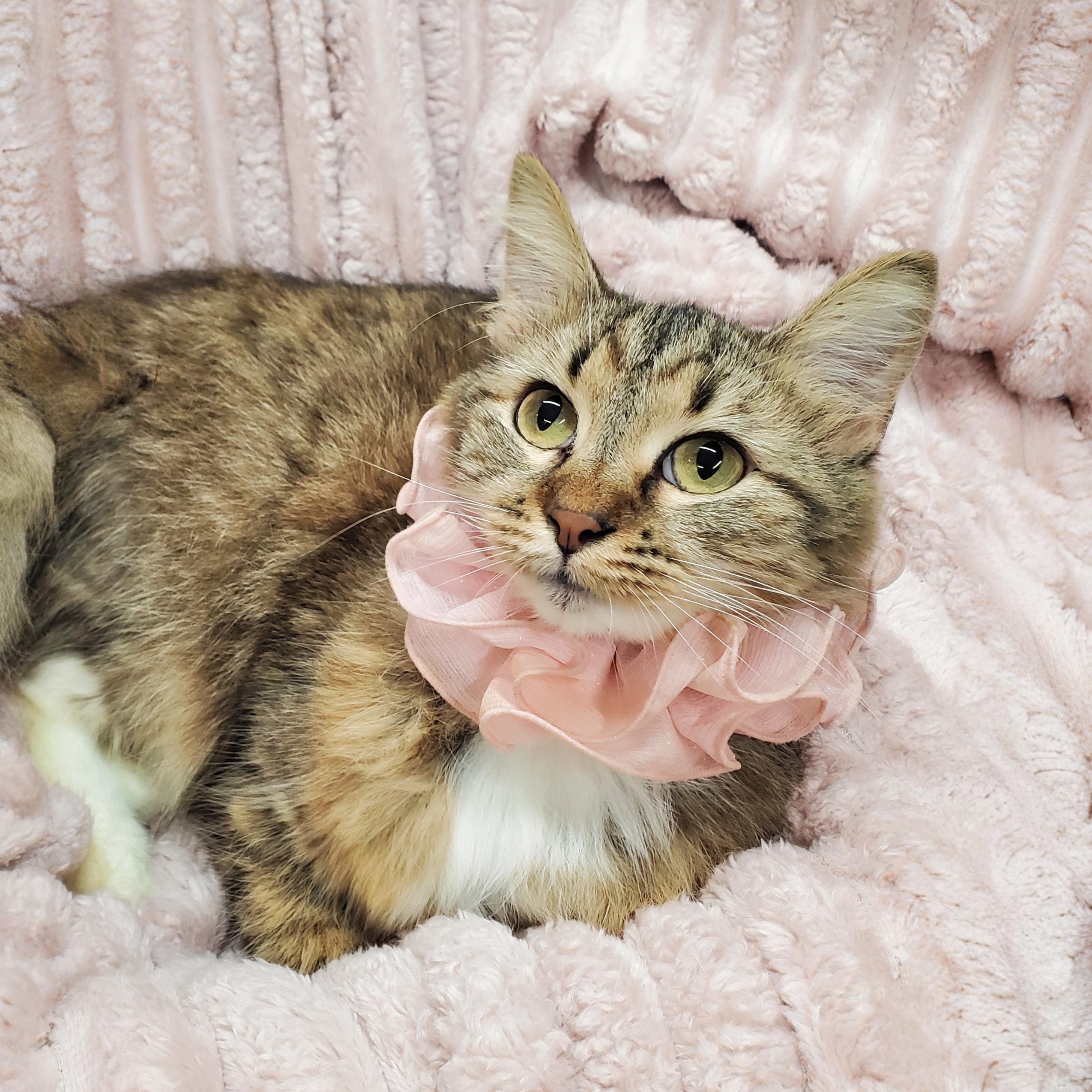 Enlarge Mailbu, a Adoptable Domestic Medium Hair in Marseilles, IL image 1/2