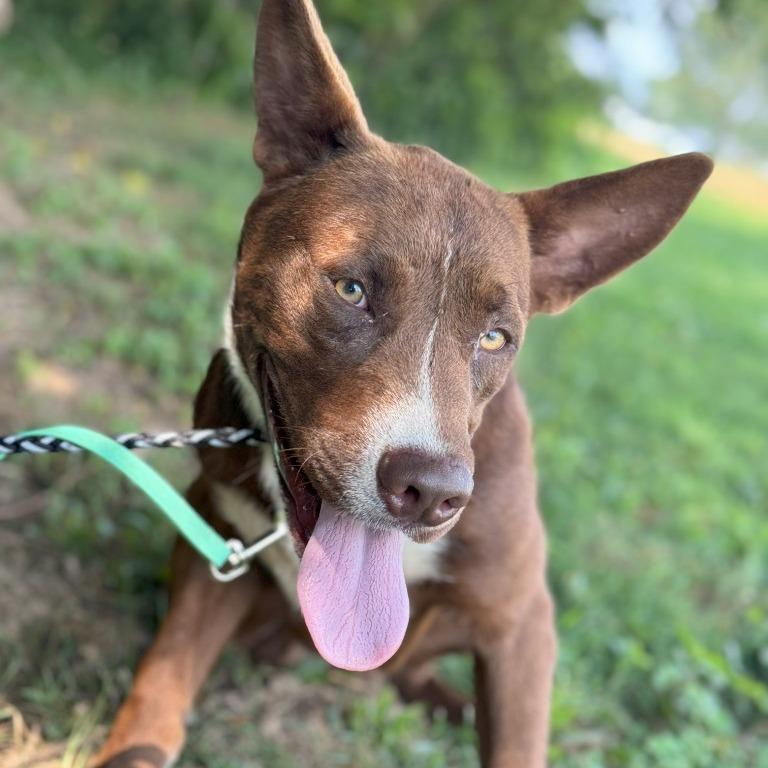 Rosco, Adoptable, Adult Male Mixed Breed.