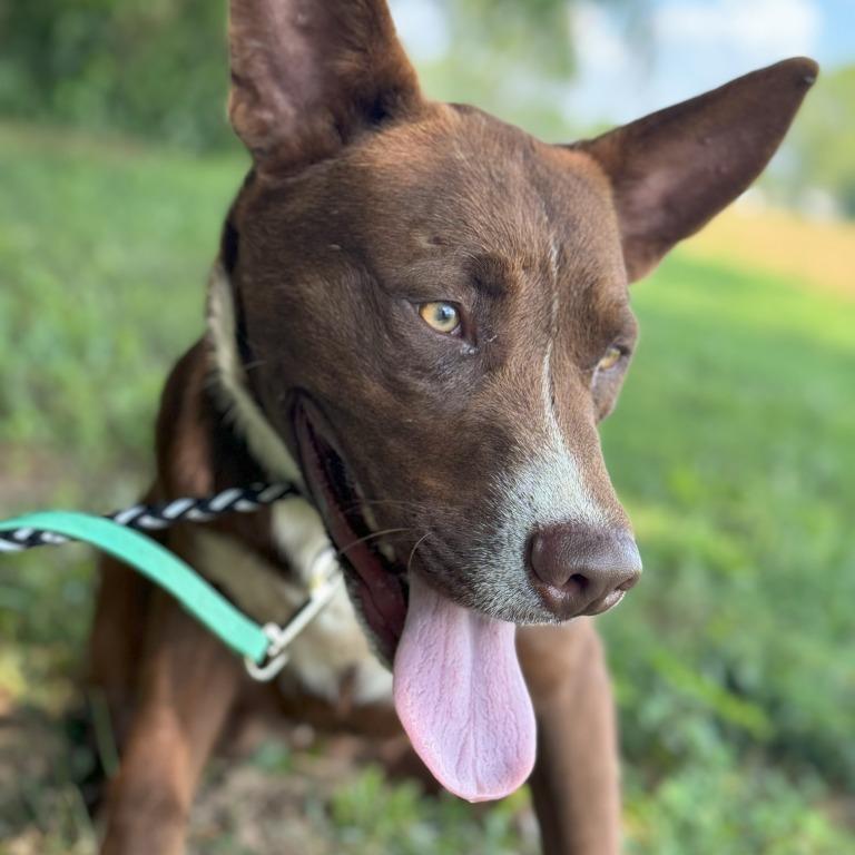 Rosco, a Adoptable Mixed Breed in Henderson, KY image 2/5