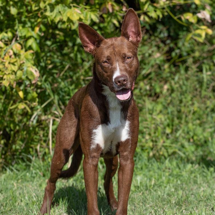 Rosco, a Adoptable Mixed Breed in Henderson, KY image 3/5