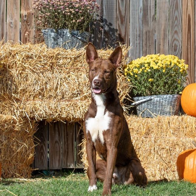 Rosco, a Adoptable Mixed Breed in Henderson, KY image 4/5