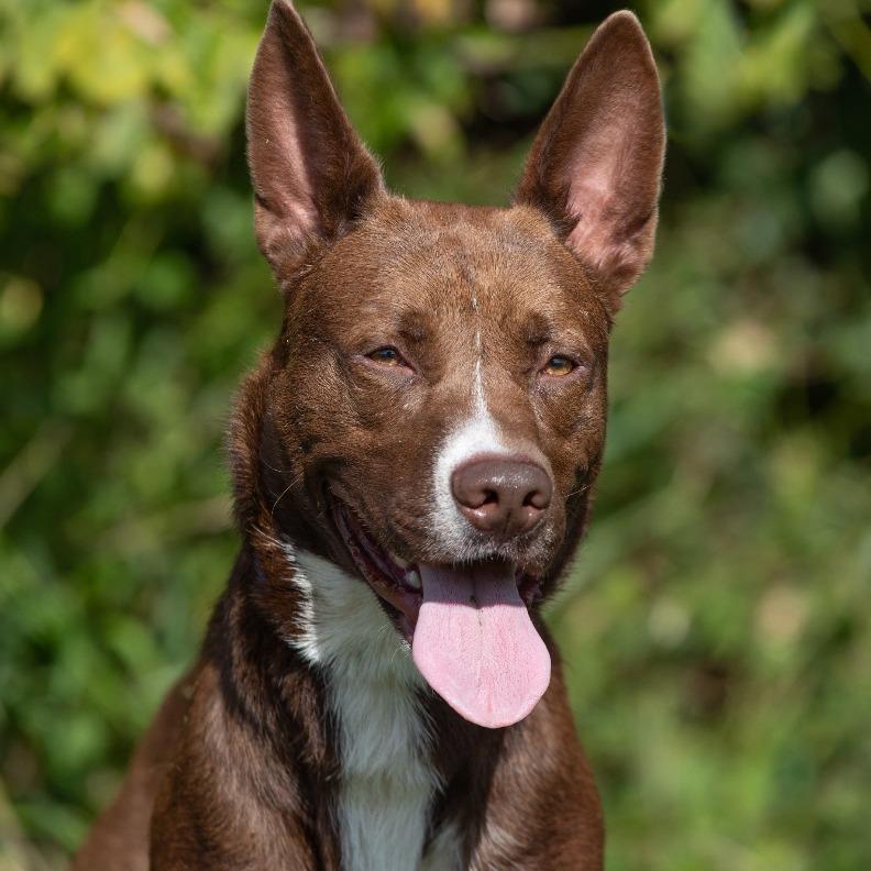 Rosco, a Adoptable Mixed Breed in Henderson, KY image 5/5