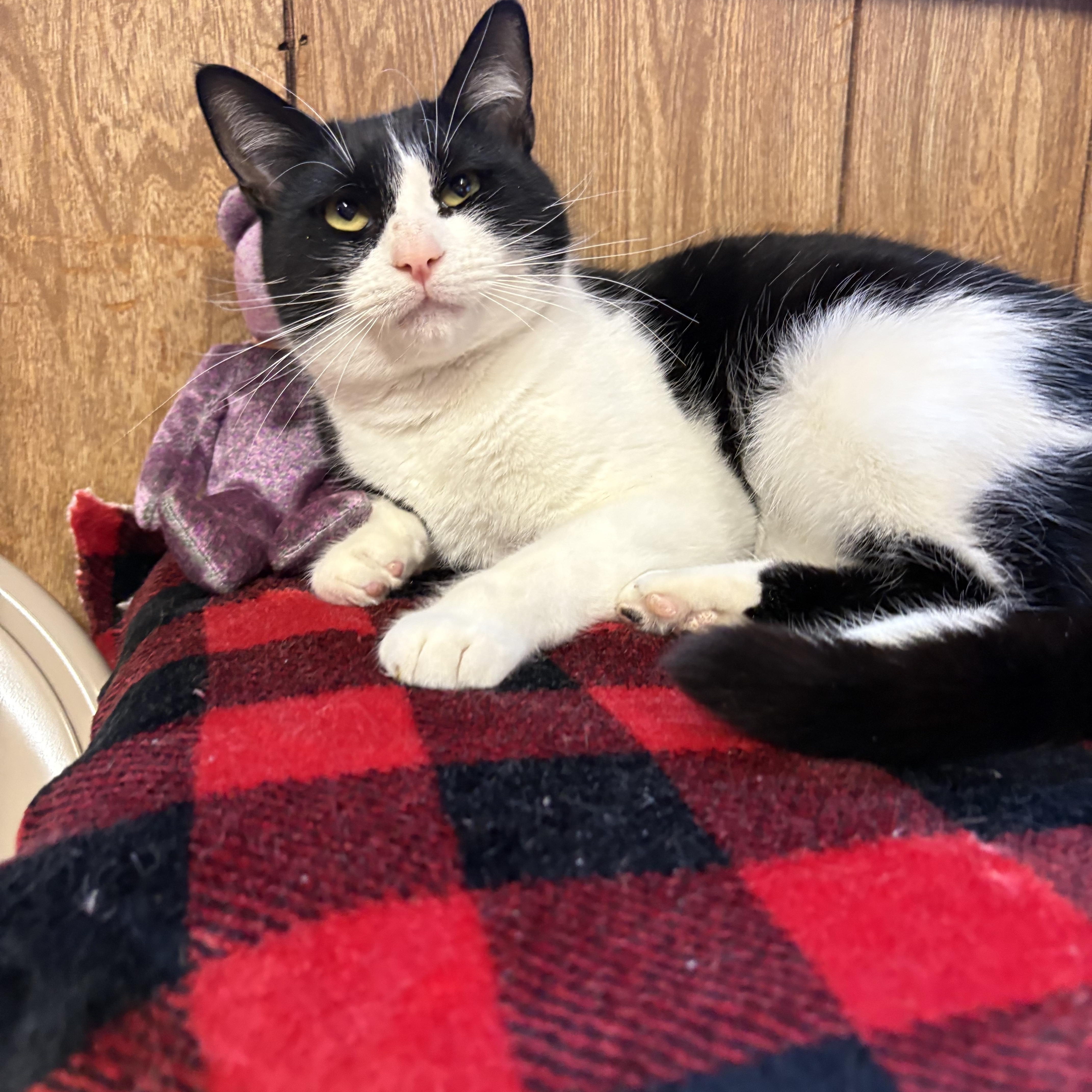 Enlarge Josie, a ADOPTABLE Domestic Short Hair in Linden, NJ image 5/5