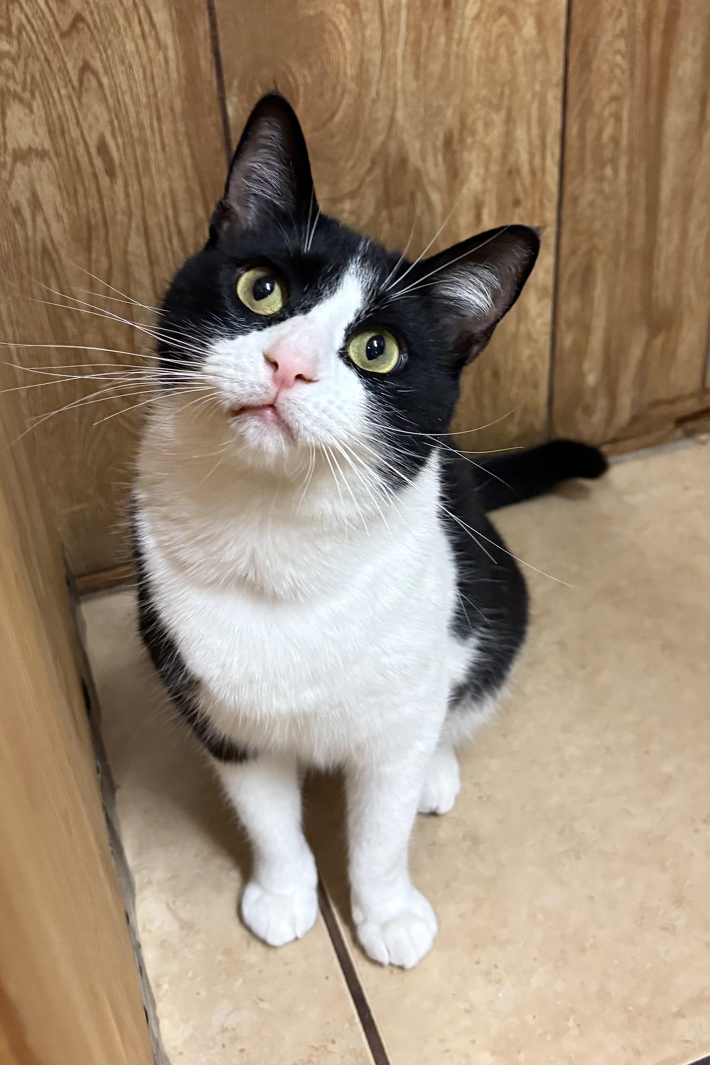 Josie, ADOPTABLE, Young Female Domestic Short Hair.