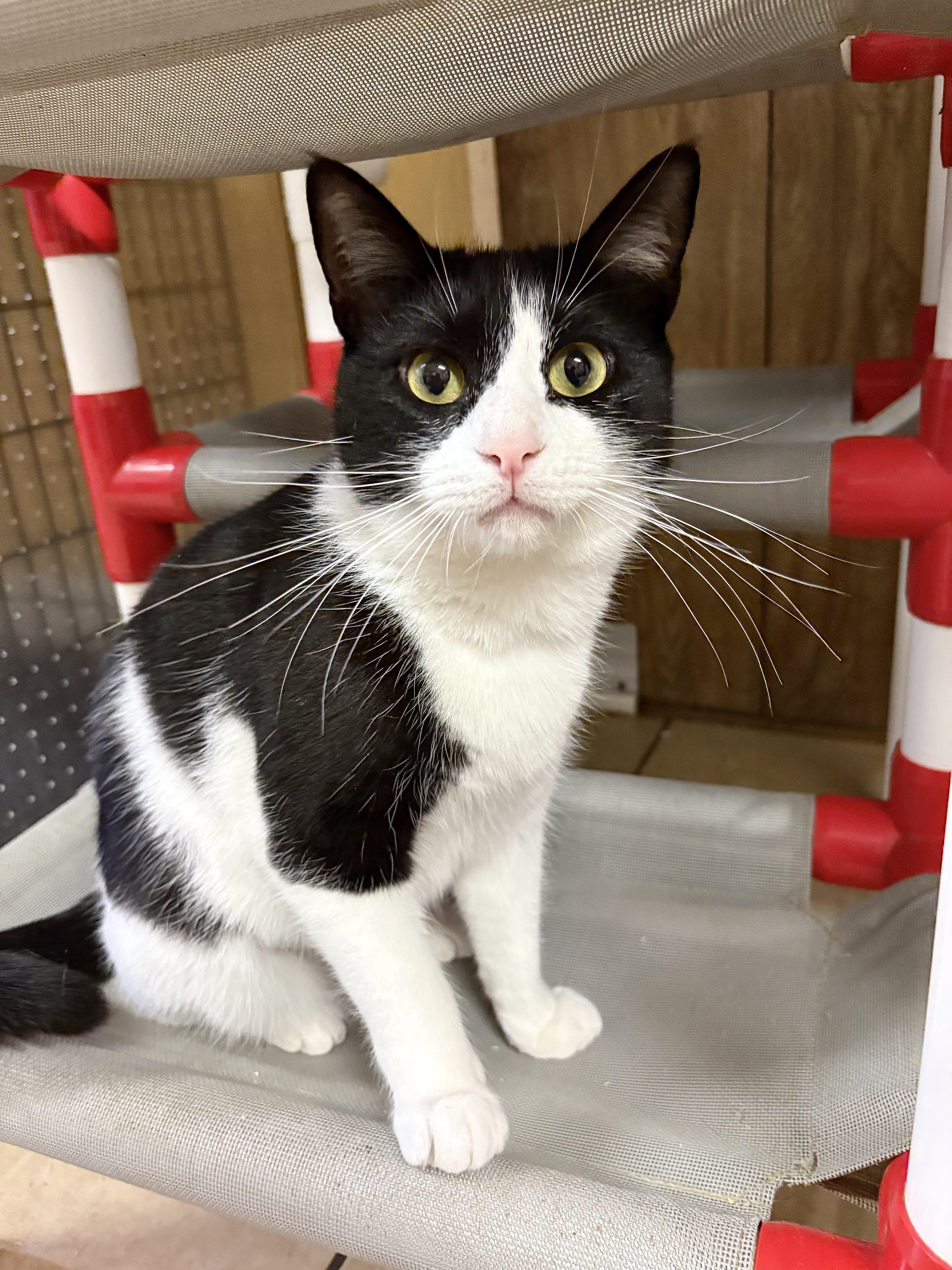 Enlarge Josie, a ADOPTABLE Domestic Short Hair in Linden, NJ image 5/5