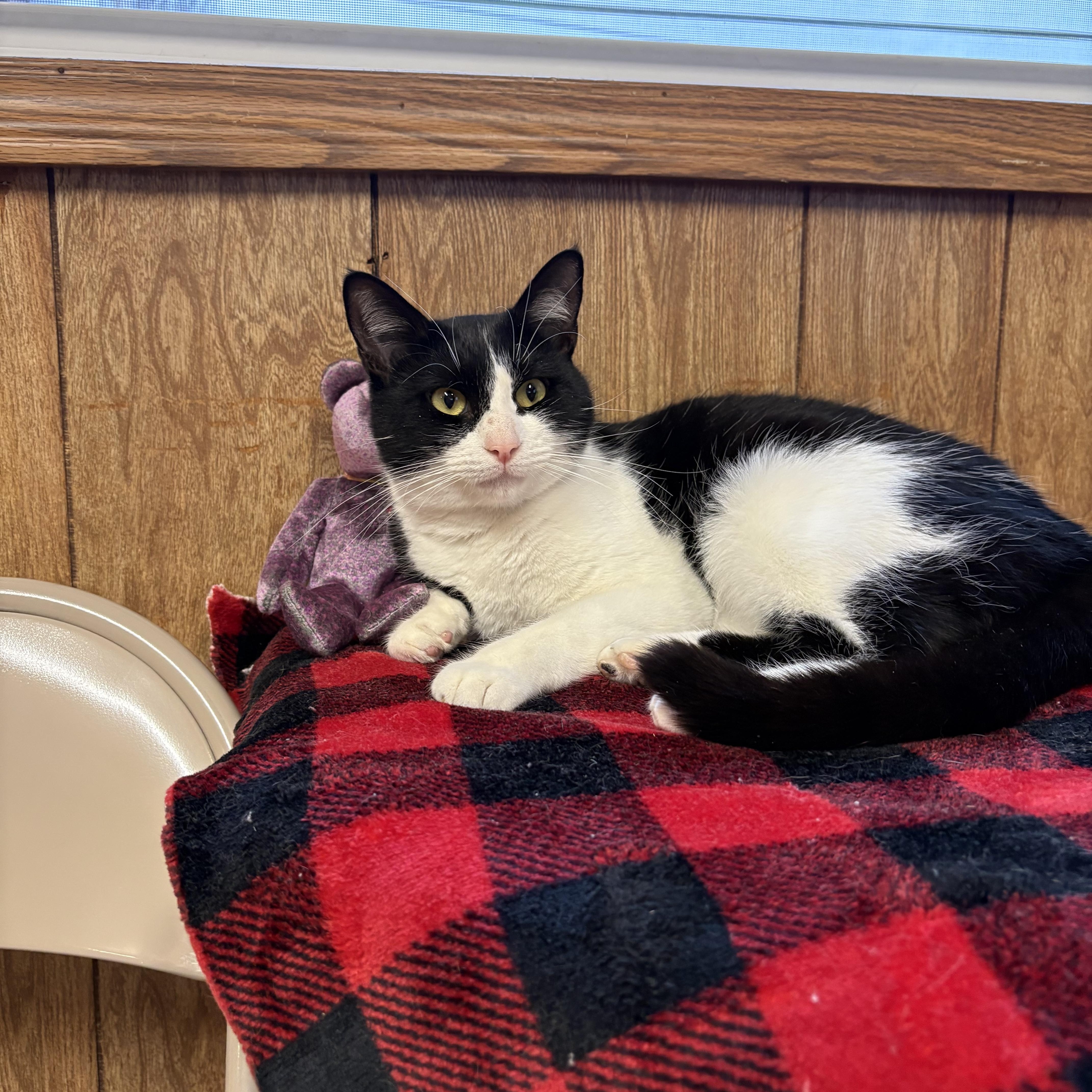 Enlarge Josie, a ADOPTABLE Domestic Short Hair in Linden, NJ image 4/5