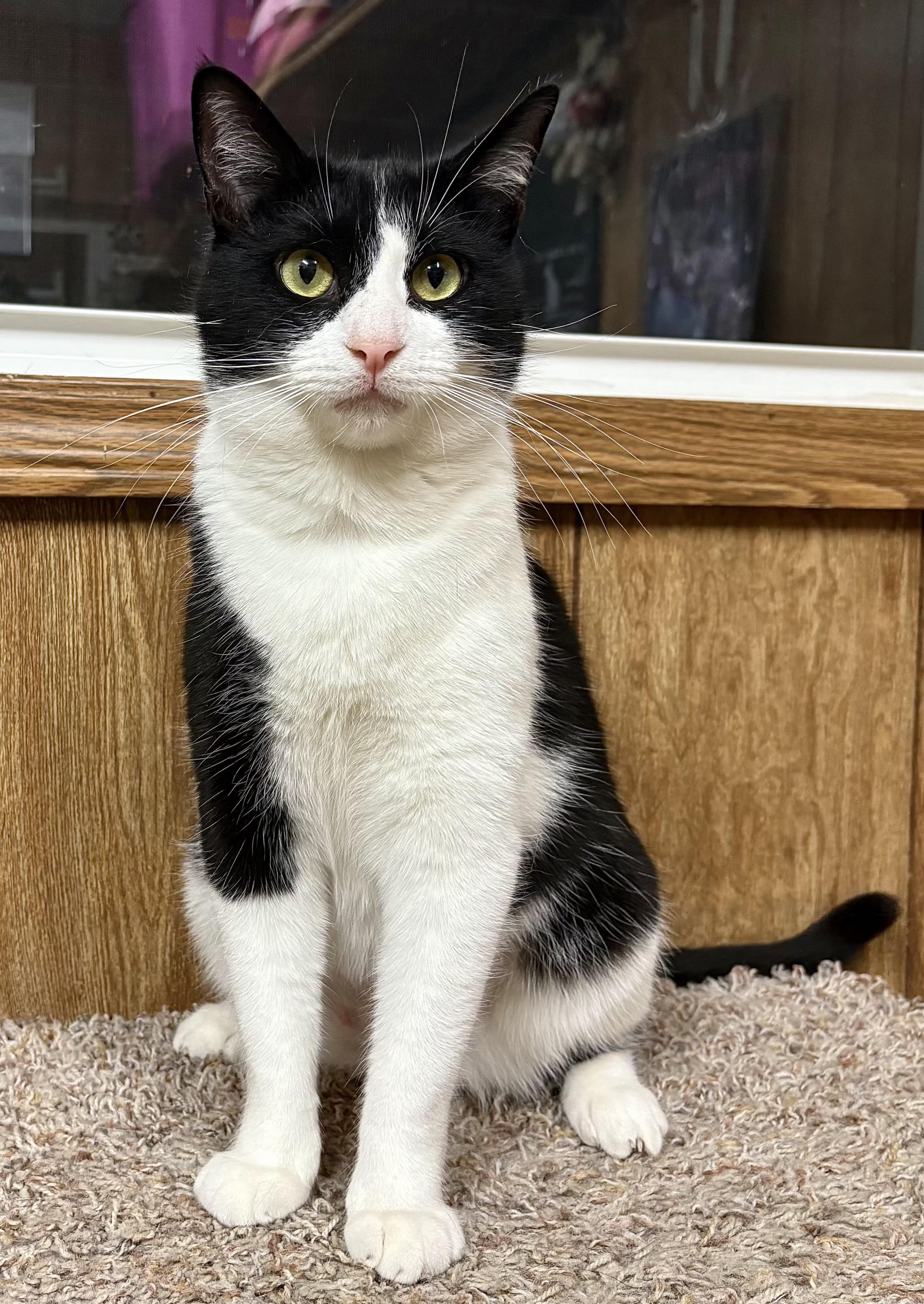 Enlarge Josie, a ADOPTABLE Domestic Short Hair in Linden, NJ image 3/5