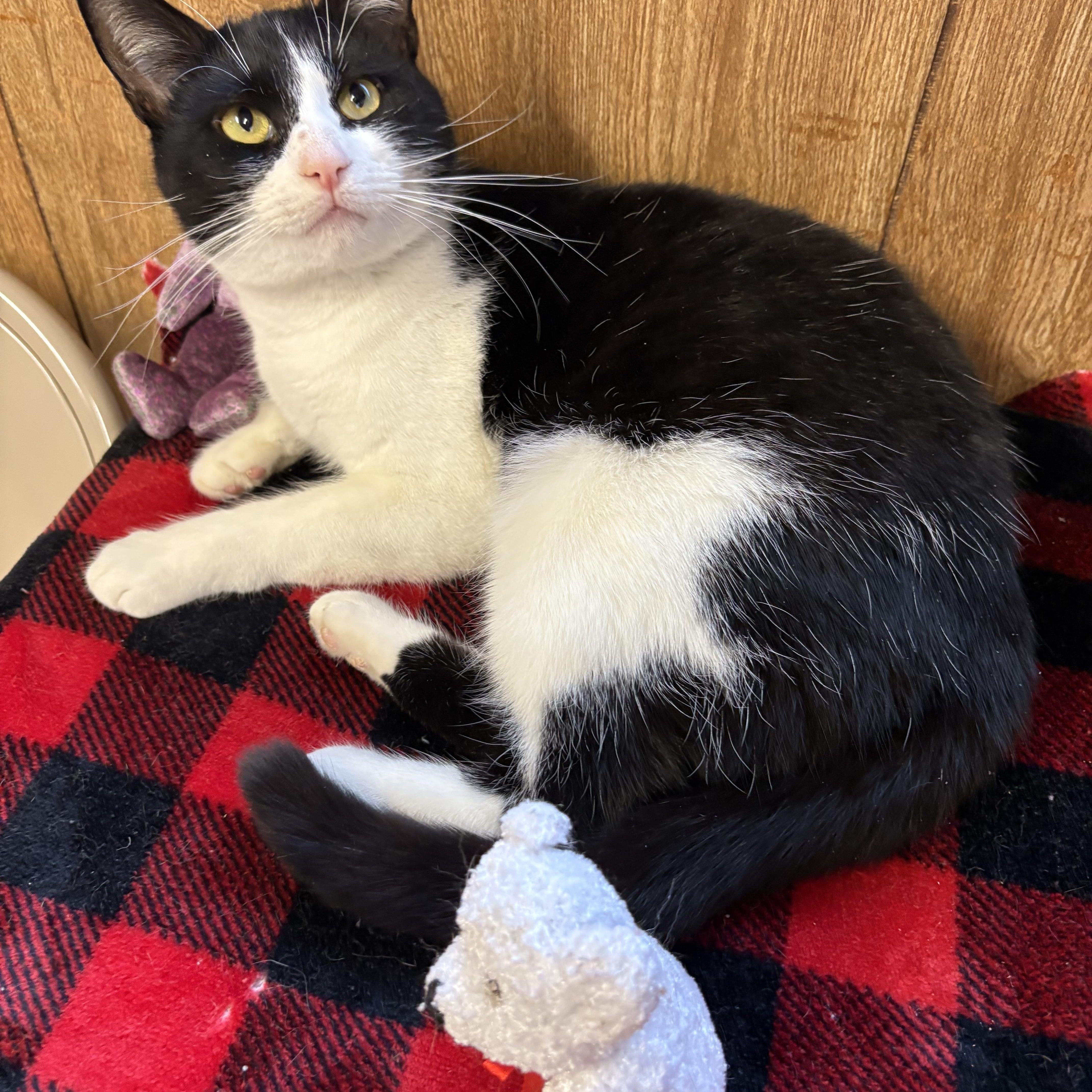 Enlarge Josie, a ADOPTABLE Domestic Short Hair in Linden, NJ image 2/5