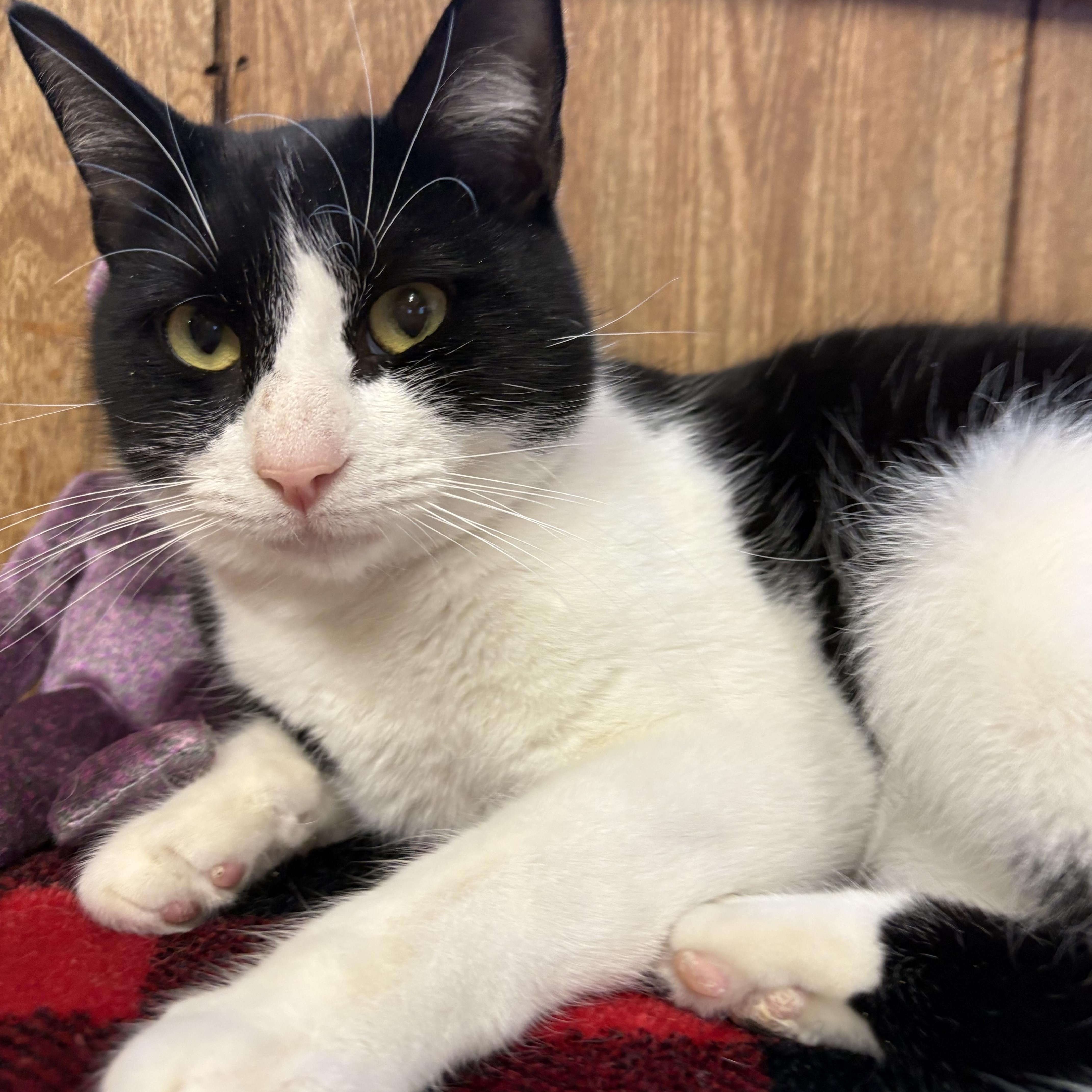 Josie, ADOPTABLE, Young Female Domestic Short Hair.