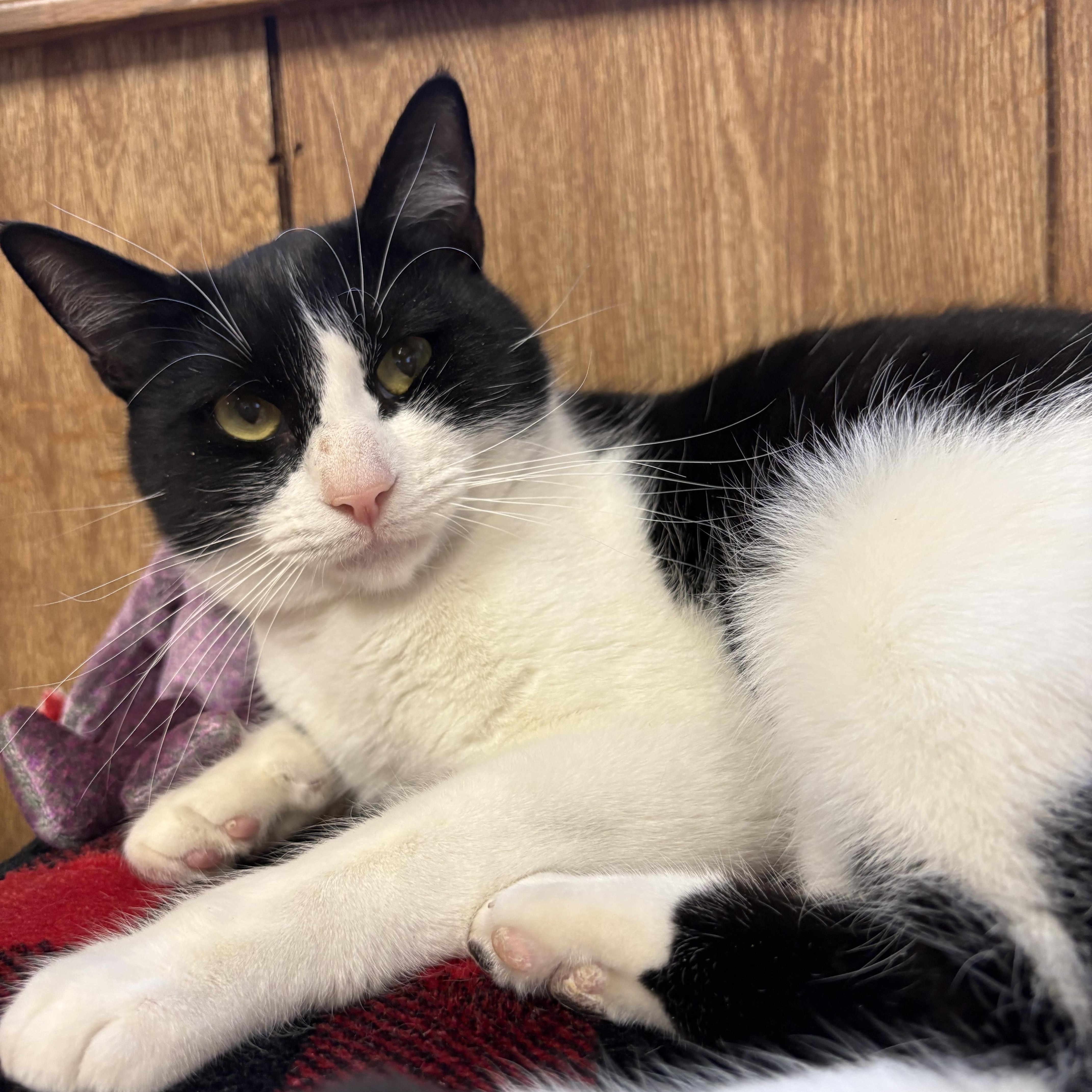 Enlarge Josie, a ADOPTABLE Domestic Short Hair in Linden, NJ image 3/5