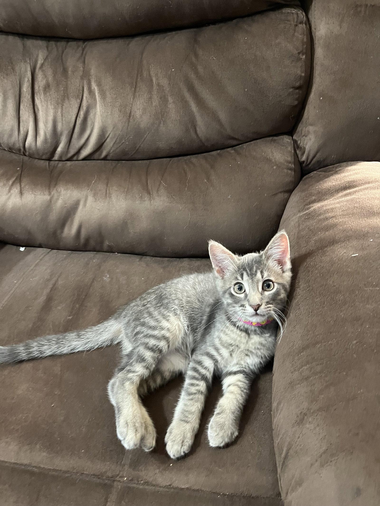 Enlarge Juju Junior, a Adoptable Domestic Short Hair in McKinney, TX image 1/1