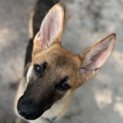 Greta, a Adoptable mixed breed in Voorhees, NJ image 1/3