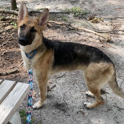 Greta, a Adoptable mixed breed in Voorhees, NJ image 2/3