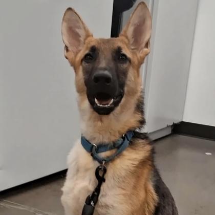 Greta, a Adoptable mixed breed in Voorhees, NJ image 3/3