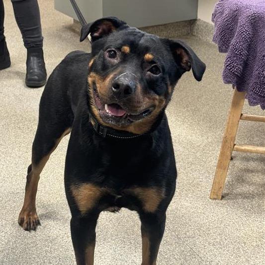 Koda, Adoptable, Young Female Mixed Breed.