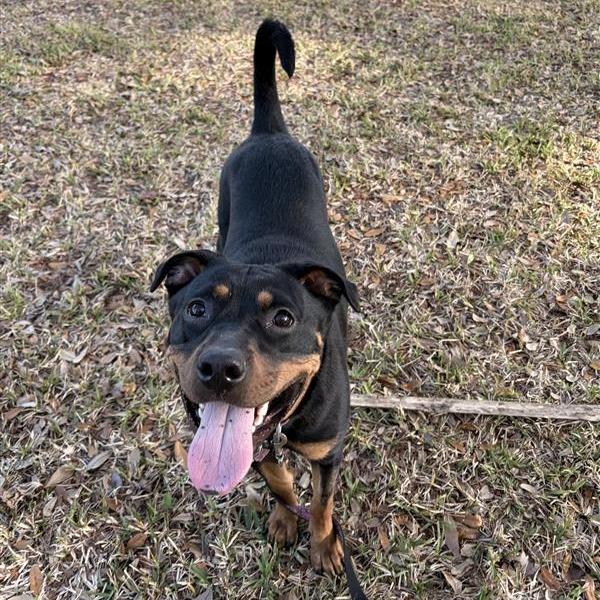 Enlarge Koda, a Adoptable Mixed Breed in Jacksonville, FL image 2/6