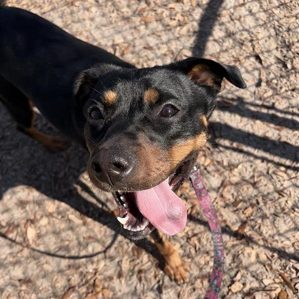 Enlarge Koda, a Adoptable Mixed Breed in Jacksonville, FL image 3/6