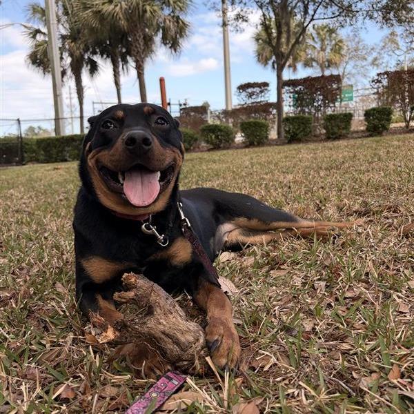 Enlarge Koda, a Adoptable Mixed Breed in Jacksonville, FL image 4/6