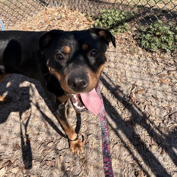 Enlarge Koda, a Adoptable Mixed Breed in Jacksonville, FL image 5/6