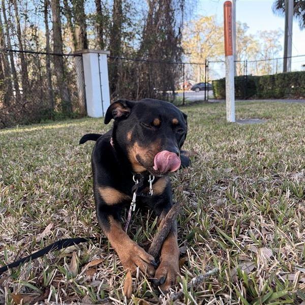 Enlarge Koda, a Adoptable Mixed Breed in Jacksonville, FL image 6/6