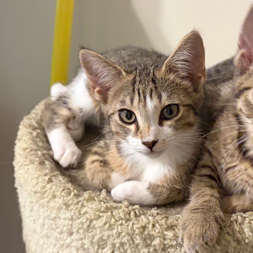 Lil, Adoptable, Kitten Female Domestic Short Hair.