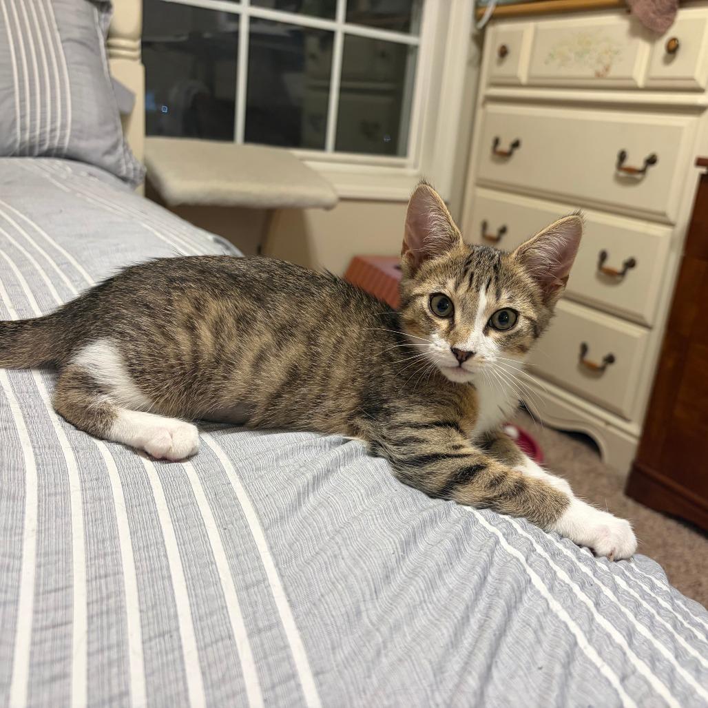 Enlarge Lil, a Adoptable Domestic Short Hair in Georgetown, KY image 2/4