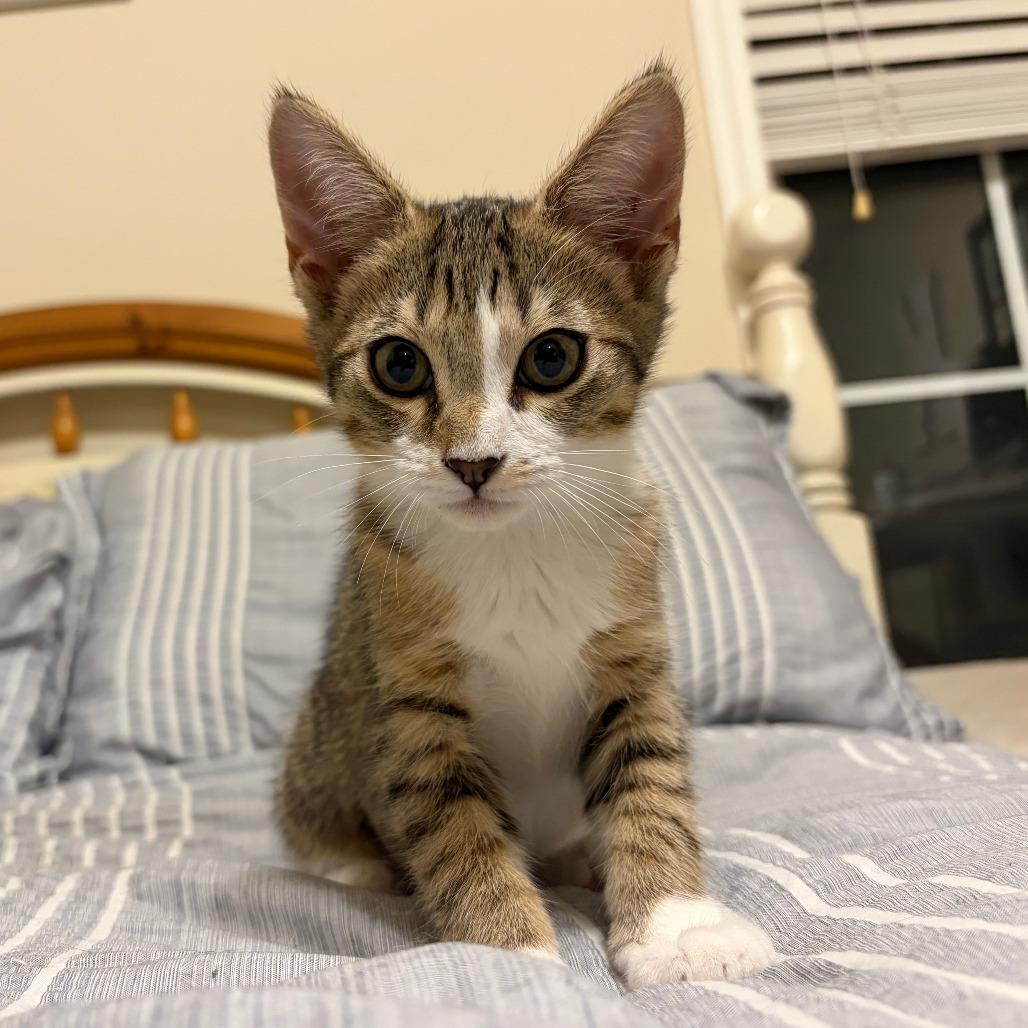 Enlarge Lil, a Adoptable Domestic Short Hair in Georgetown, KY image 3/4